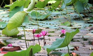 Giữa hồ tĩnh lặng động cánh chuồn