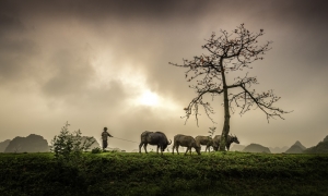 Phật dạy chăn trâu