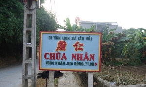 Buồng chuối dài lạ thường ở chùa Nhân, Bắc Ninh