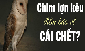 Chim lợn: Giải mã tiếng kêu báo hiệu sự chết chóc theo góc nhìn Phật tử