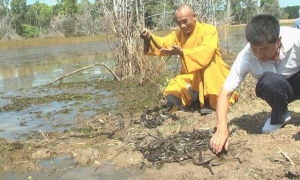 Chùa Tâm Thành phóng sinh cá, rắn, rùa, chim về tự nhiên