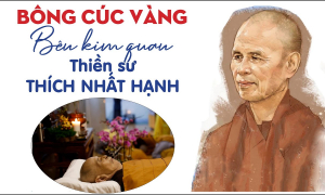 Đóa cúc vàng bên kim quan Thiền sư Thích Nhất Hạnh