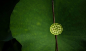 Giống nhau và khác nhau