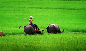 Hình bóng con trâu qua ca dao, tục ngữ Phật giáo Việt Nam