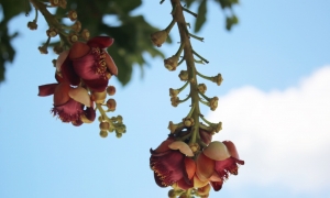 Tứ cú ca dao 'Song thân phụ mẫu'