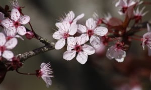 “Mùa xuân mang lại cho tôi niềm vui sống”