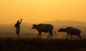 Phật tử có nên chăn nuôi không?