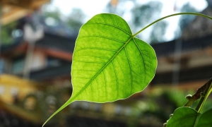 “Trần gian là cõi tạm, thân xác này là tạm bợ”